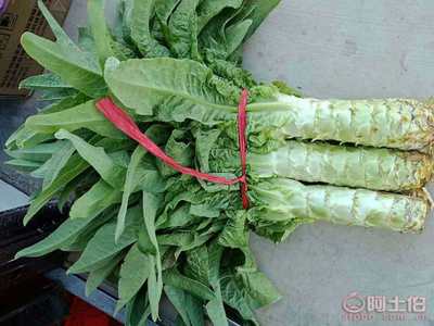 【泰安市岱岳區(qū)馬莊鎮(zhèn)-萵苣-青皮青肉】,價(jià)格,廠家,供應(yīng)商,新鮮蔬菜,泰安市糧舒蔬菜專(zhuān)業(yè)合作社 - 產(chǎn)品庫(kù)