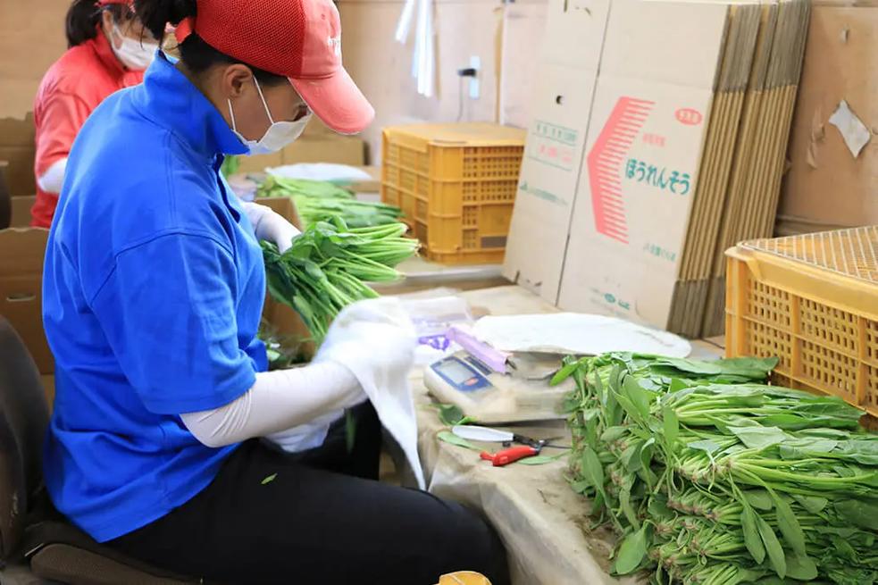 從田間到餐桌 真實的農業種菜、加工與農副產品收購全貌